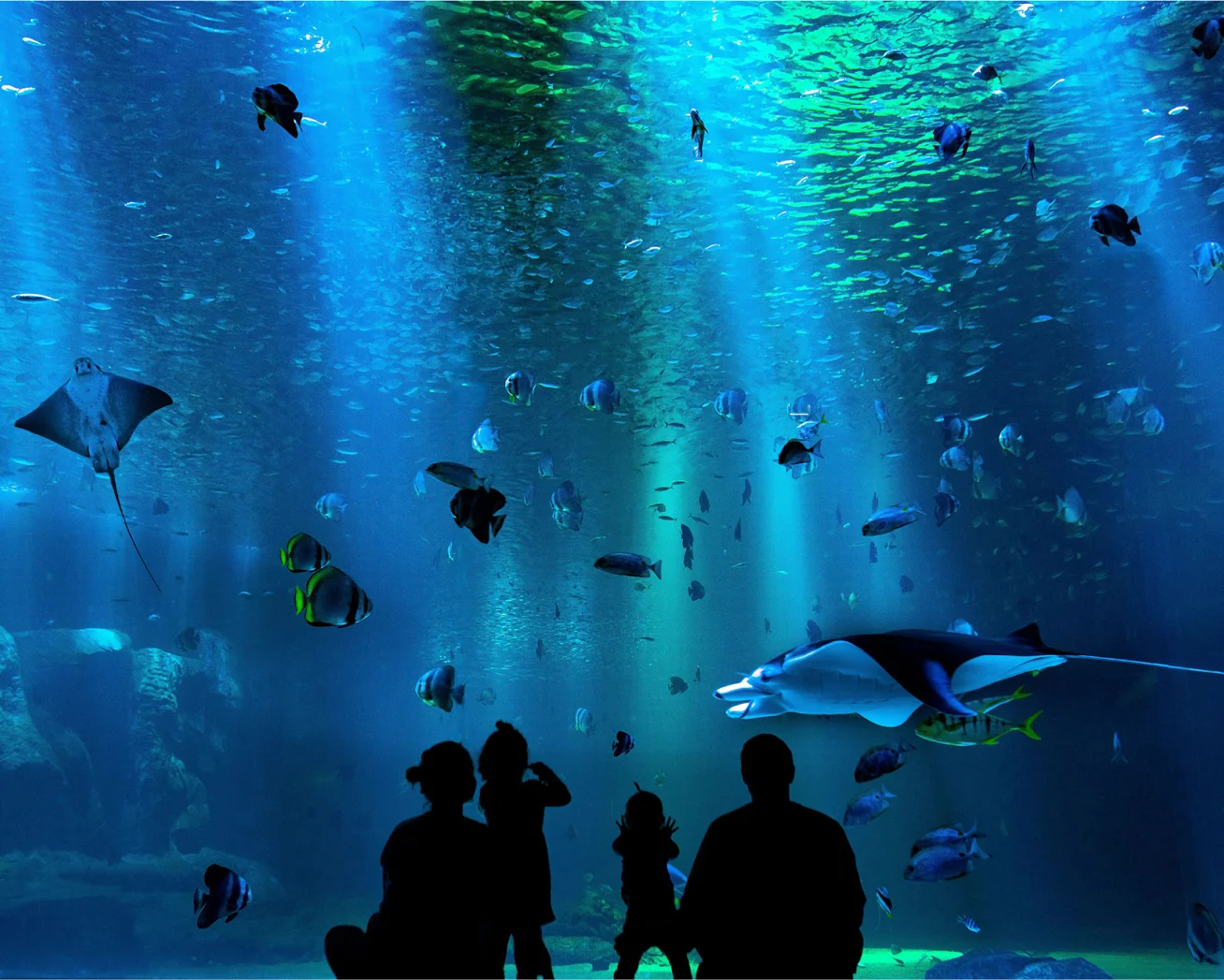 Increase Aquarium Ticket Sales