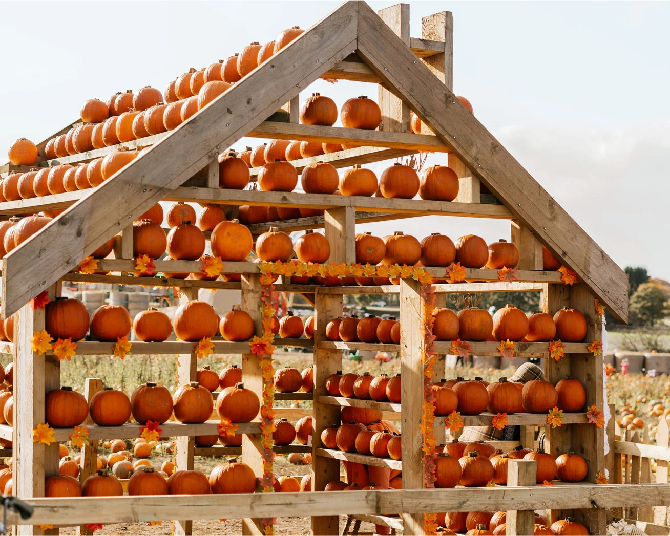 Increase Pumpkin Patch Ticket Sales
