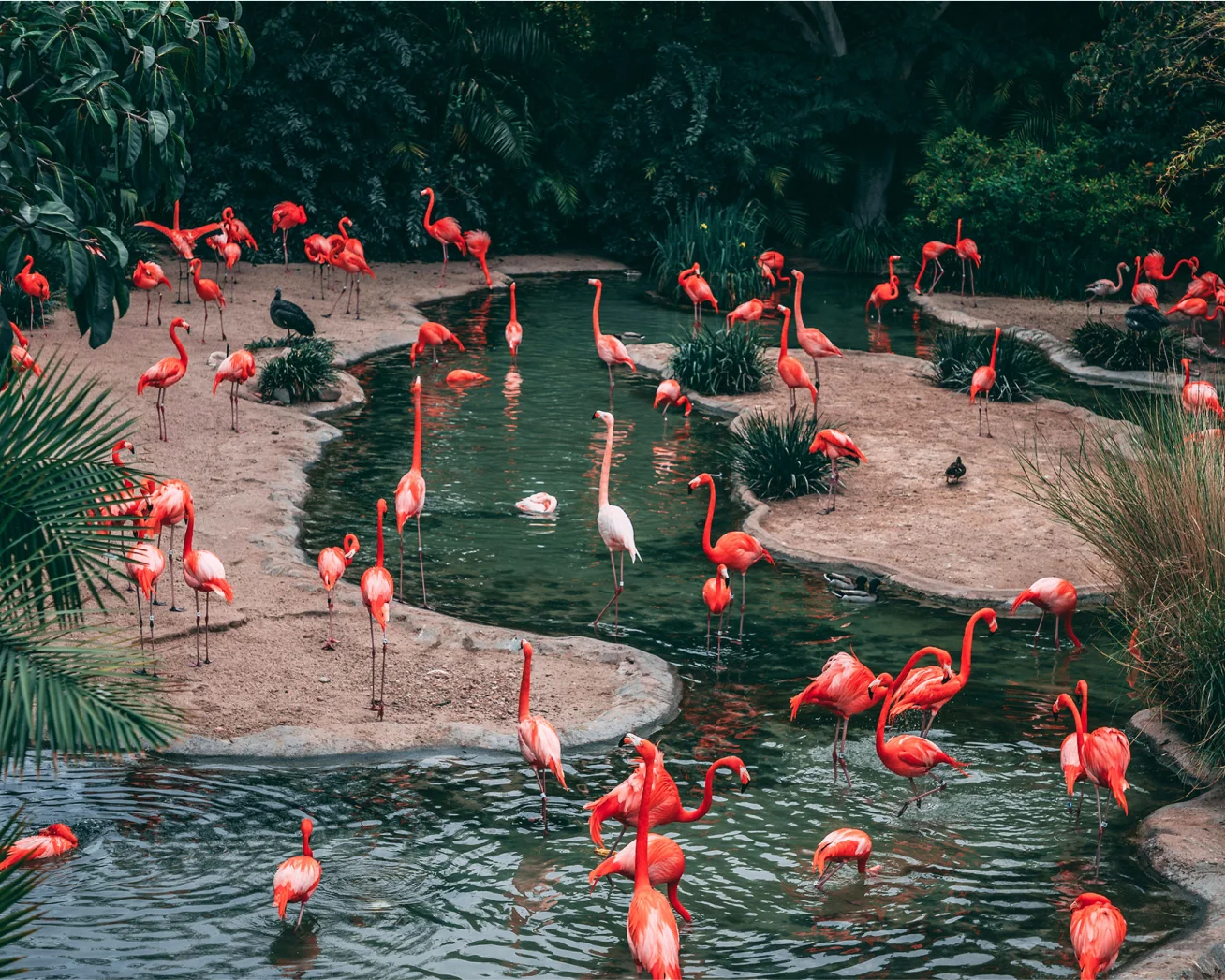 Free Ticketing for Zoos