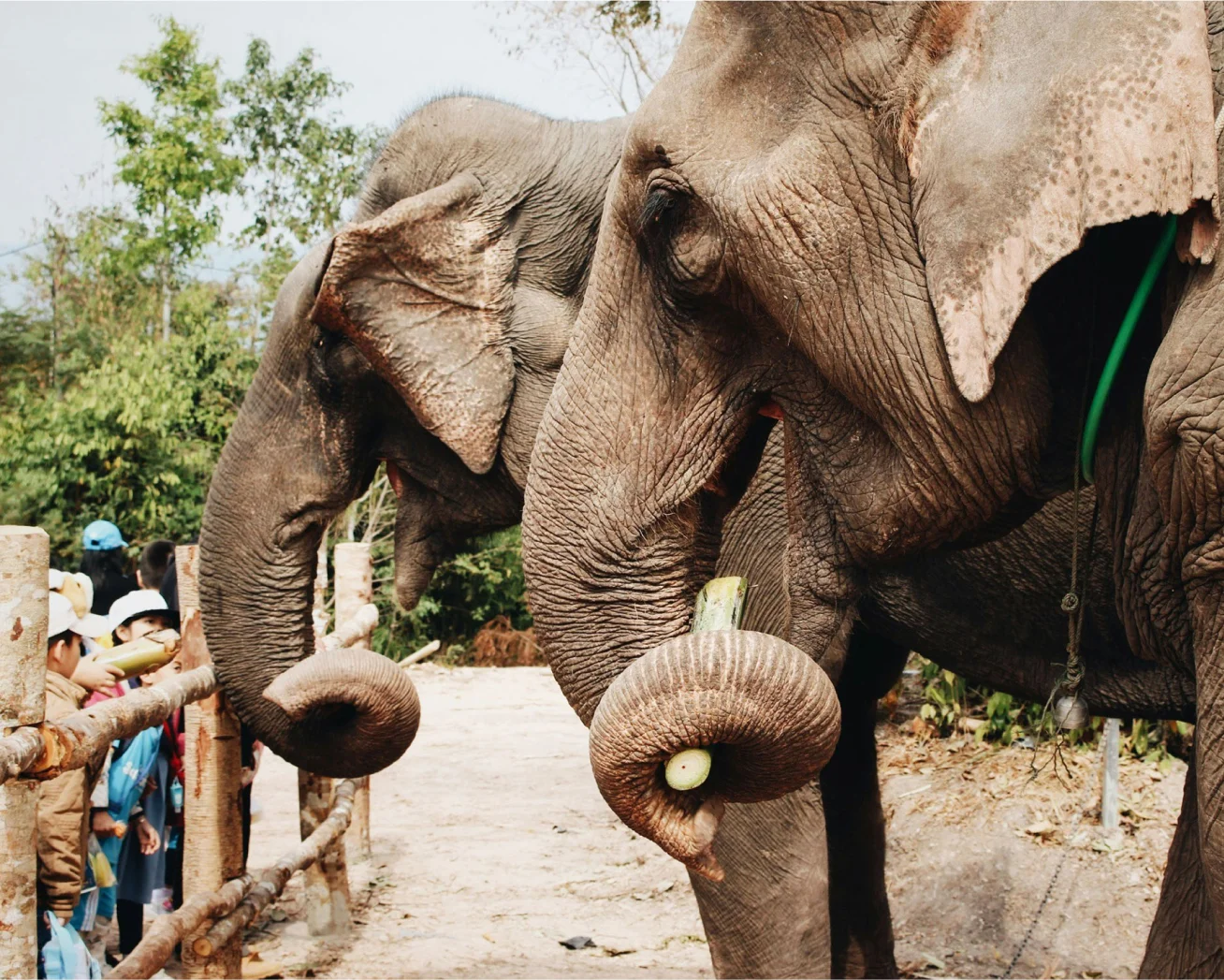 Increase Zoo Ticket Sales